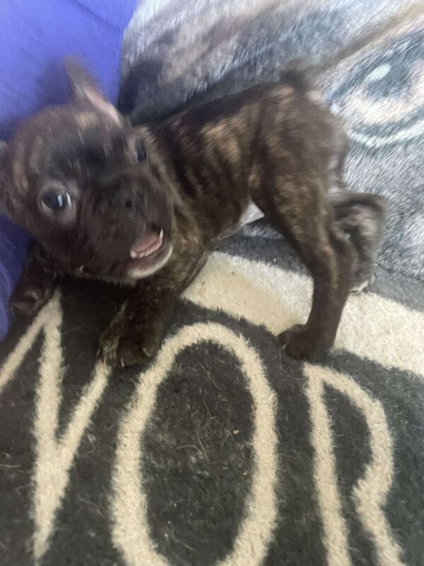 French Bulldog puppies for sale in Denton, Greater Manchester – 9 weeks old - Image 10 of 13