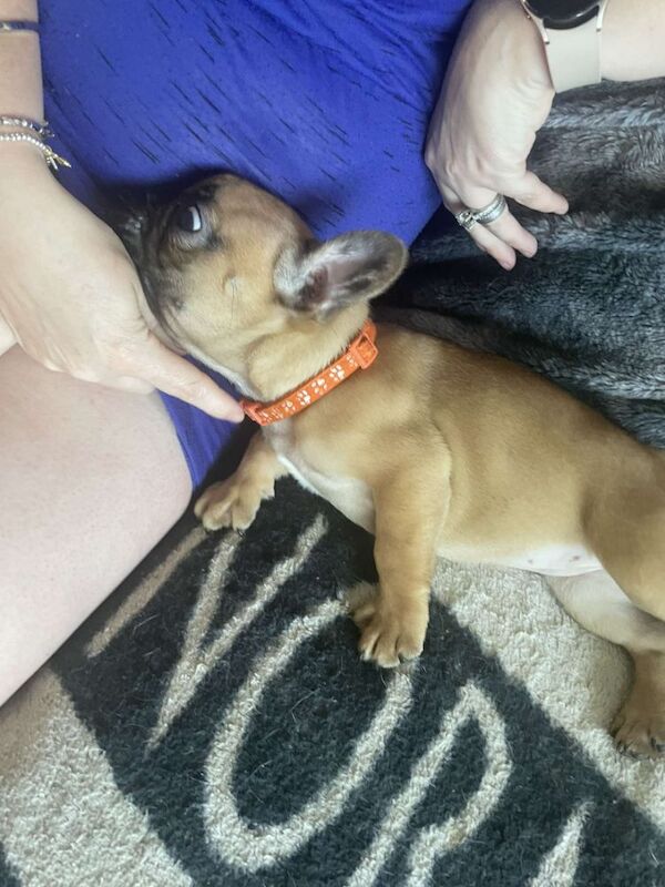 French Bulldog puppies for sale in Denton, Greater Manchester – 9 weeks old - Image 11 of 13
