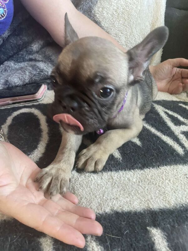 French Bulldog puppies for sale in Denton, Greater Manchester – 9 weeks old - Image 13 of 13