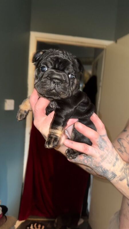 French Bulldog puppies for sale in Norwich, Norfolk – 5 weeks old