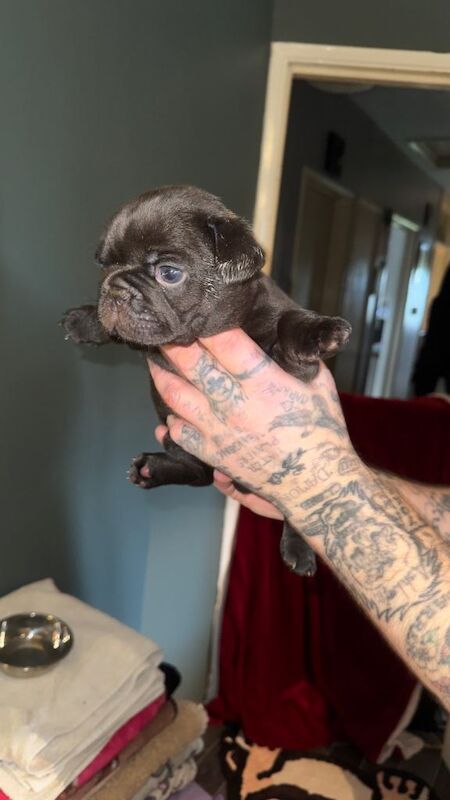 4 frenchie pups available - Image 2 of 4