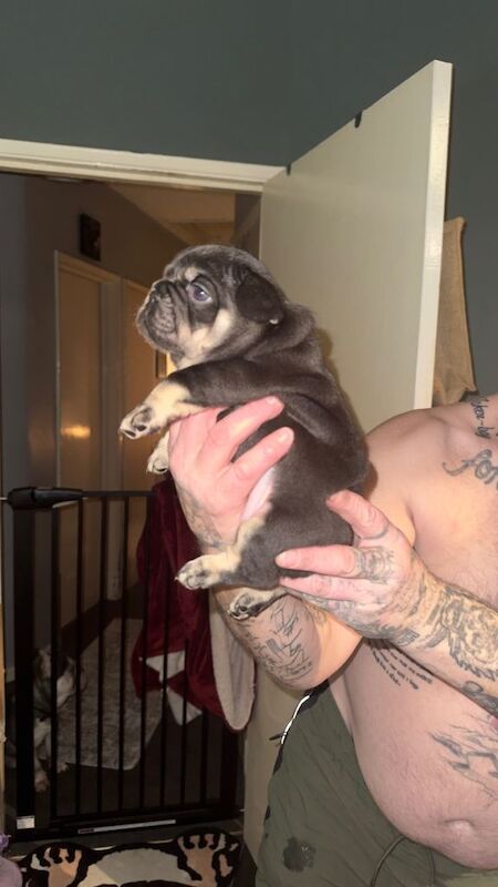 4 frenchie pups available - Image 3 of 4