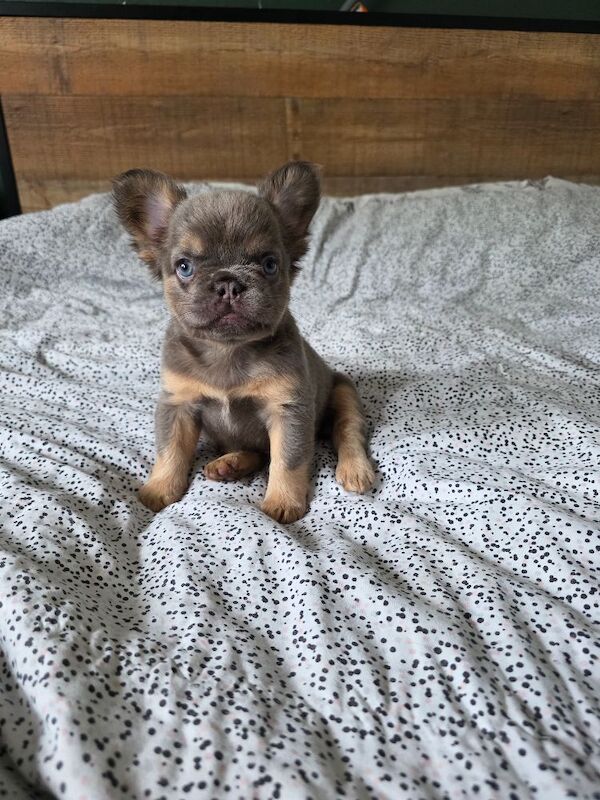 4 full fluffy kc registered frenchie pups - Image 4 of 11