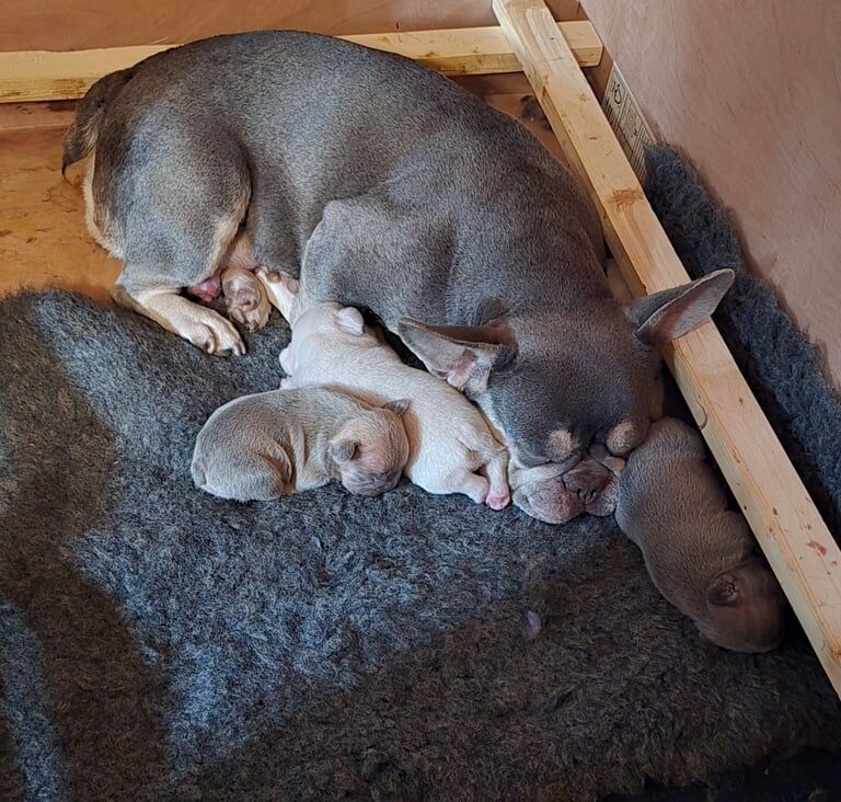 French Bulldog puppies for sale in Huntingdon, Cambridgeshire – KC registered, 7 weeks old