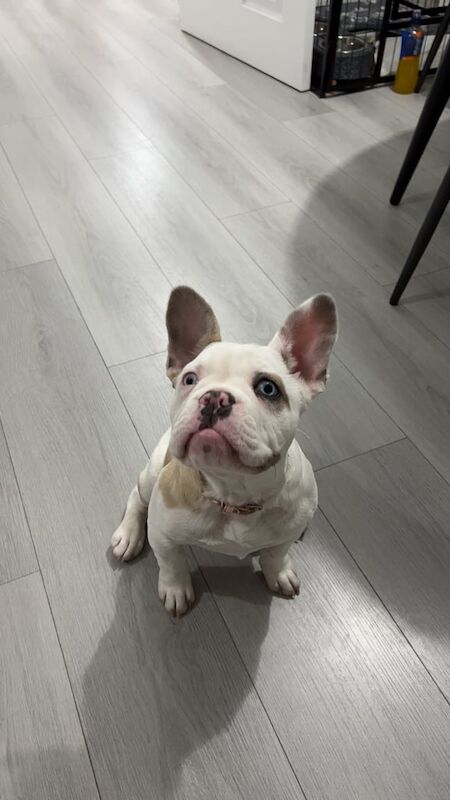4 Month old French bull dog for sale in Halesowen, West Midlands | Image 2
