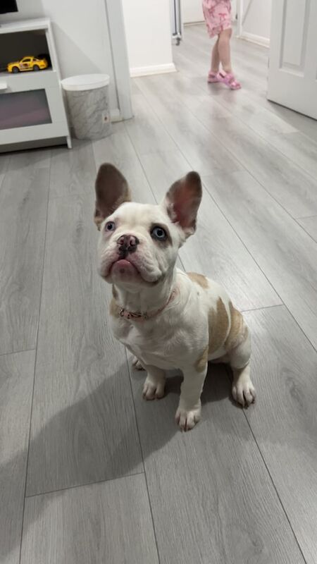 4 Month old French bull dog for sale in Halesowen, West Midlands | Image 3