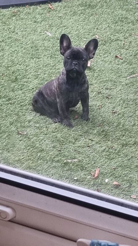 French Bulldog puppies for sale in Small Heath, West Midlands – 4 months old