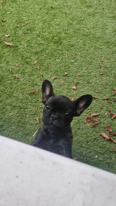 French Bulldog puppies for sale in Small Heath, West Midlands – 4 months old - Image 2 of 3
