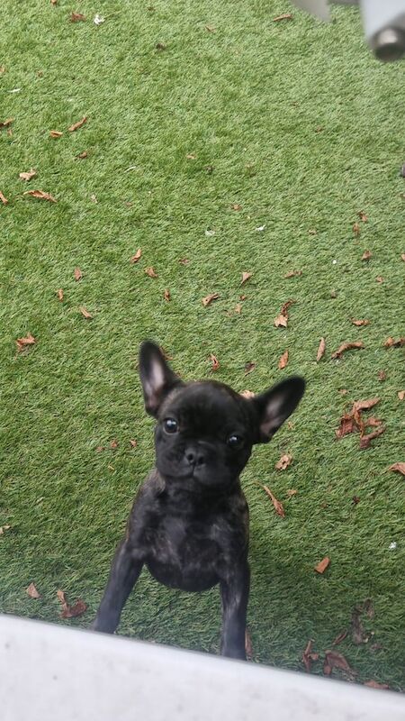 French Bulldog puppies for sale in Small Heath, West Midlands – 4 months old - Image 3 of 3