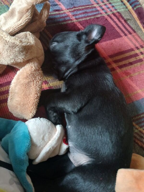 French Bulldog puppies for sale in Lincolnshire – 4 months old