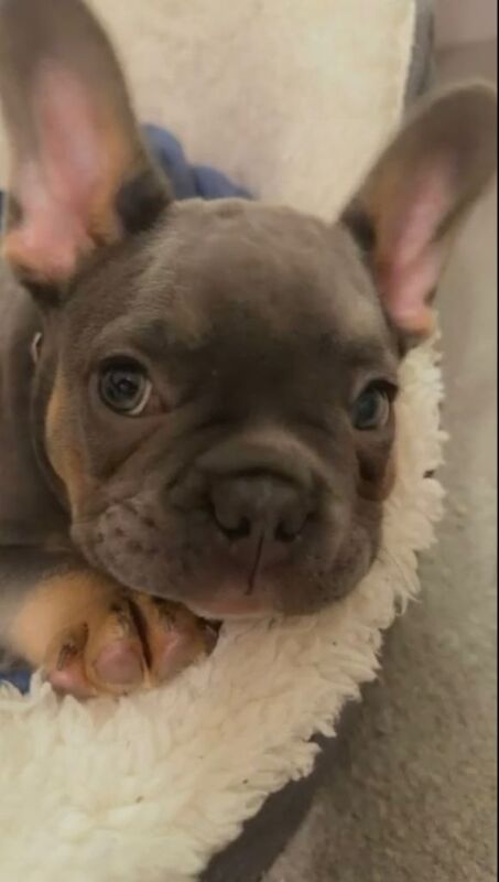 4 Months Old Rosie Looking For Forever Home - Image 2 of 3