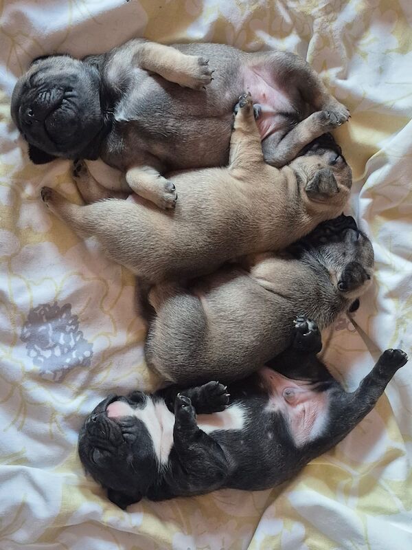 4 pure-bred, handsome boys. 2 fawn, 2 dark. Chunky & healthy. With Mum & Dad for sale in Lincoln, Lincolnshire | Image 3