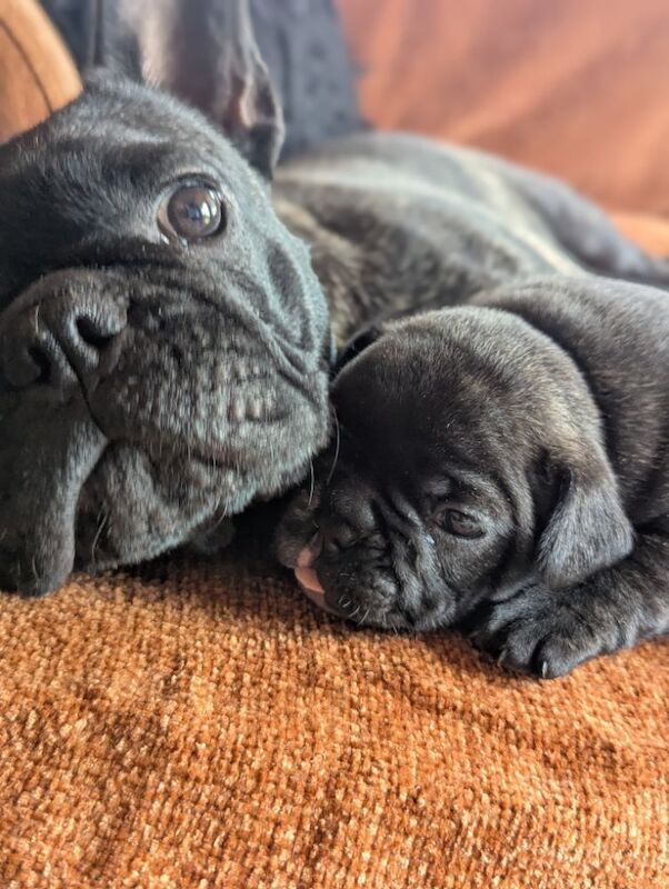Frenchie Boys. 4 to choose from. With both parents for sale in Lincoln, Lincolnshire | Image 2