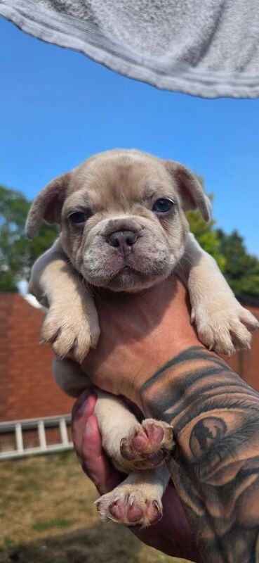 French Bulldog puppies for sale in Basildon, Essex – 7 weeks old