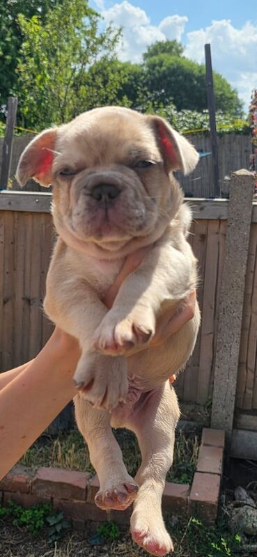 French Bulldog puppies for sale in Basildon, Essex – 7 weeks old - Image 2 of 3
