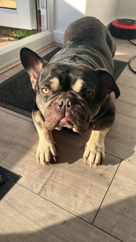 French Bulldog puppies for sale in Burton upon Trent, Staffordshire – KC registered, 4 years old - Image 2 of 3