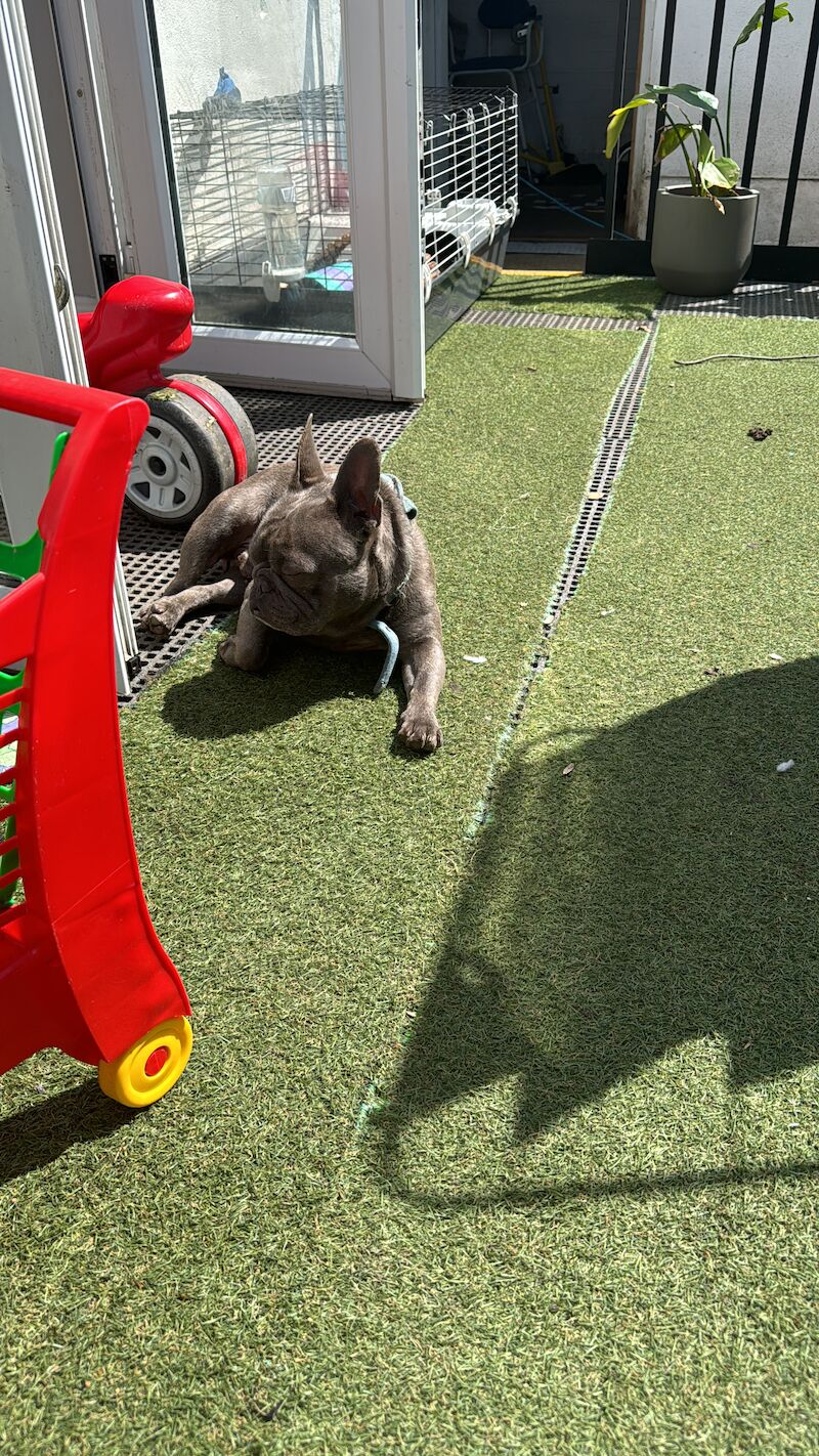 French Bulldog puppies for sale in New Eltham, Greenwich, Greater London – 5 years old - Image 2 of 5