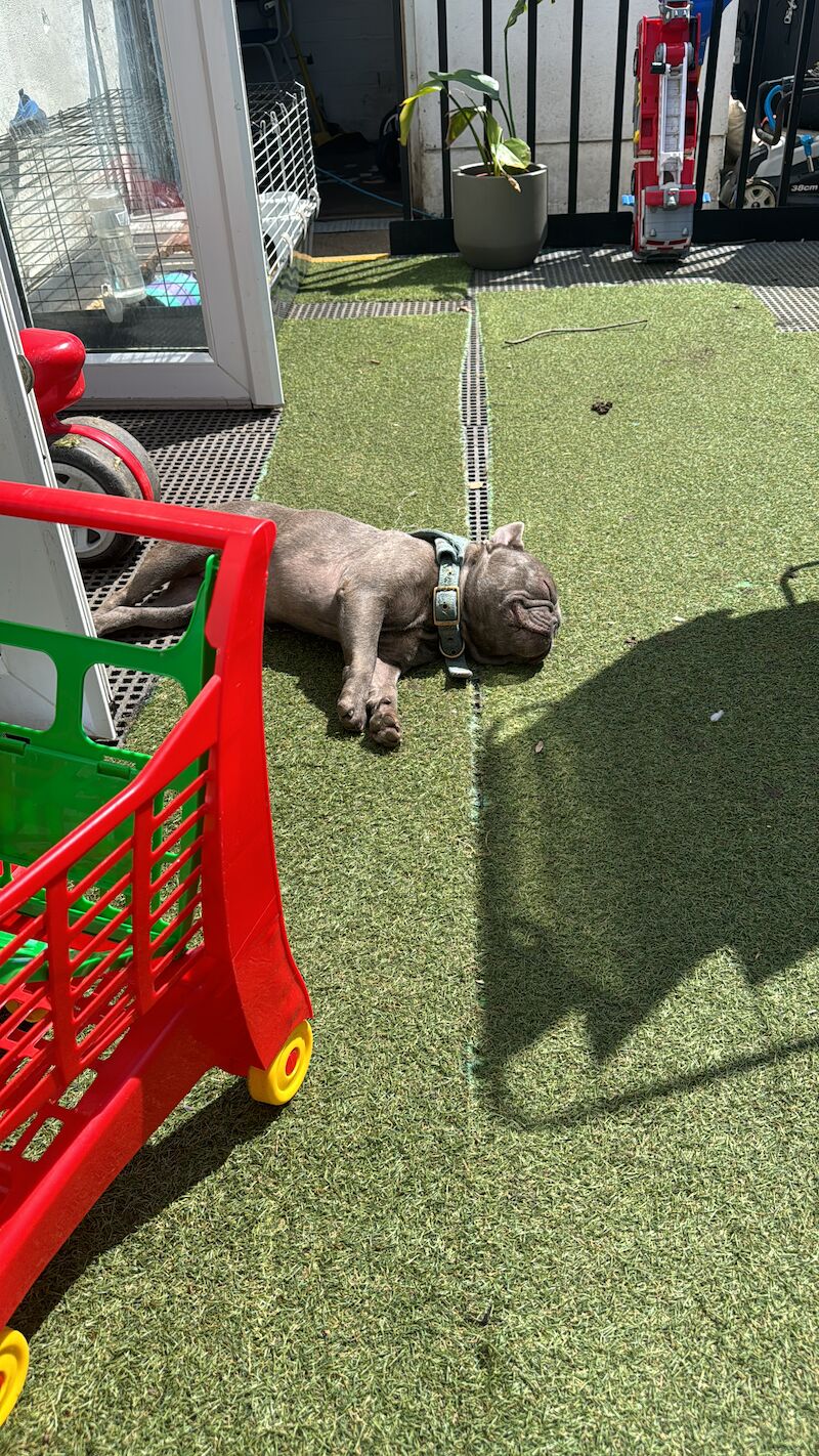 French Bulldog puppies for sale in New Eltham, Greenwich, Greater London – 5 years old - Image 3 of 5
