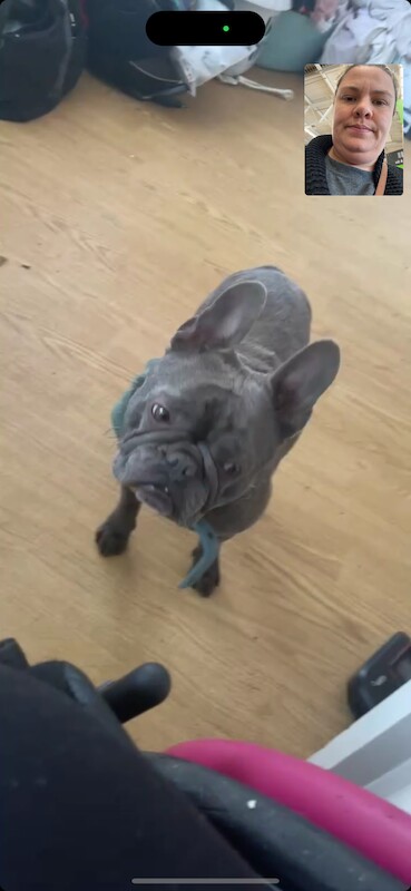 French Bulldog puppies for sale in New Eltham, Greenwich, Greater London – 5 years old - Image 4 of 5