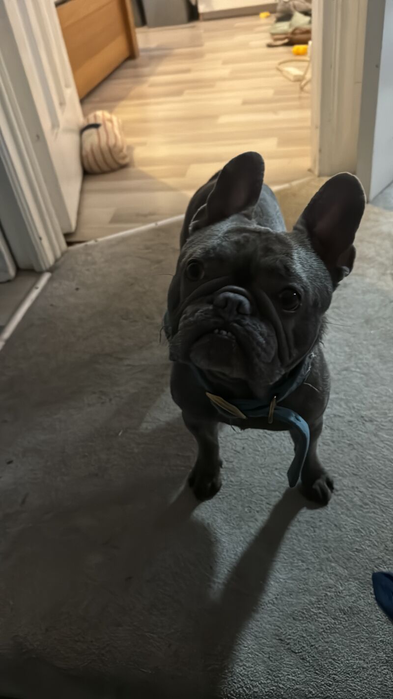 French Bulldog puppies for sale in New Eltham, Greenwich, Greater London – 5 years old - Image 5 of 5