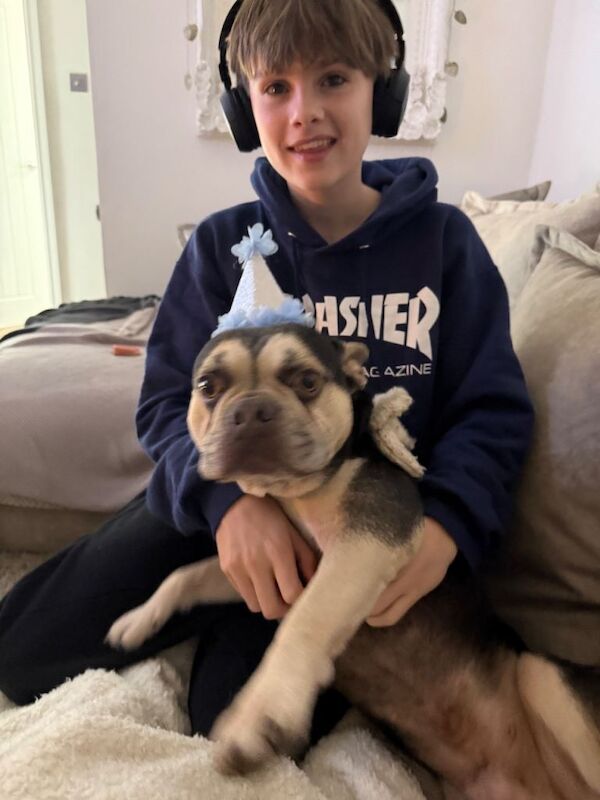 French Bulldog puppies for sale in Llantwit Major, Cardiff – 4 years old