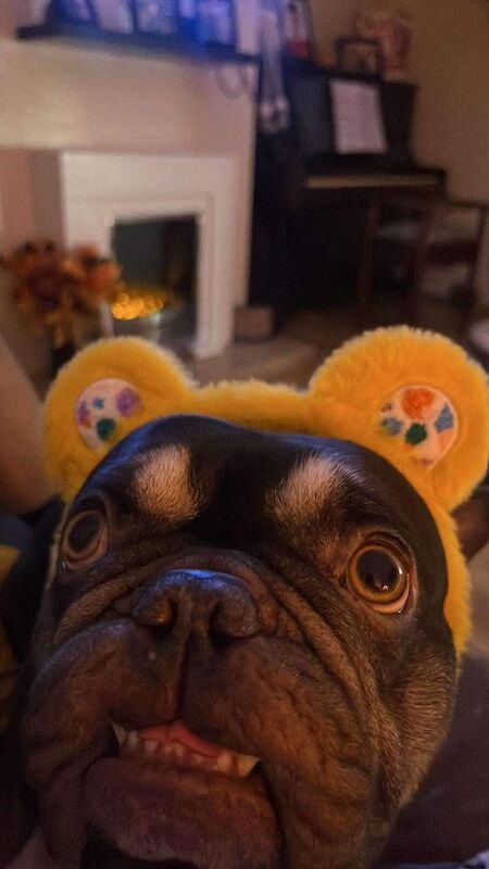 4 year old Frenchie. Loving family dog. for sale in Swadlincote, Derbyshire