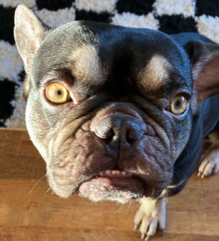 4 year old Frenchie. Loving family dog. for sale in Swadlincote, Derbyshire | Image 2