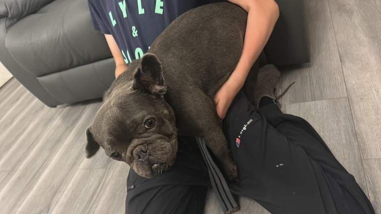 4 year old kc registered French bulldog - Image 2 of 2