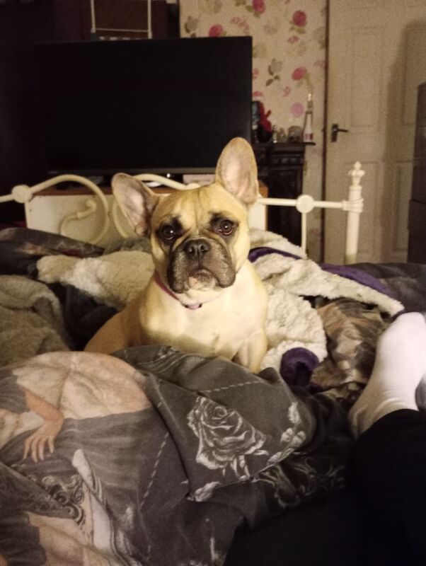 French Bulldog Puppies For Sale Under £1,000