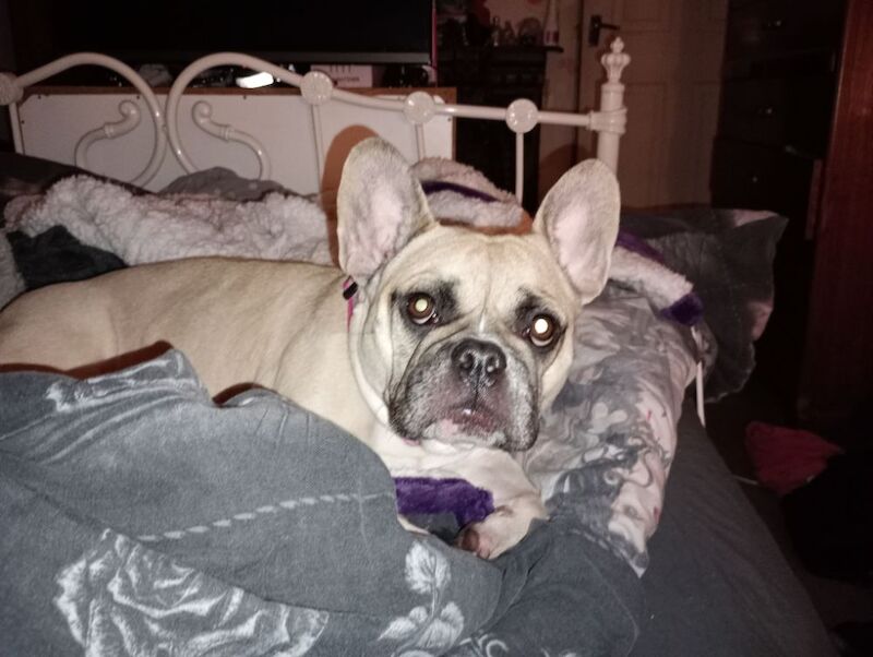 4 year old Lottie - Image 2 of 4