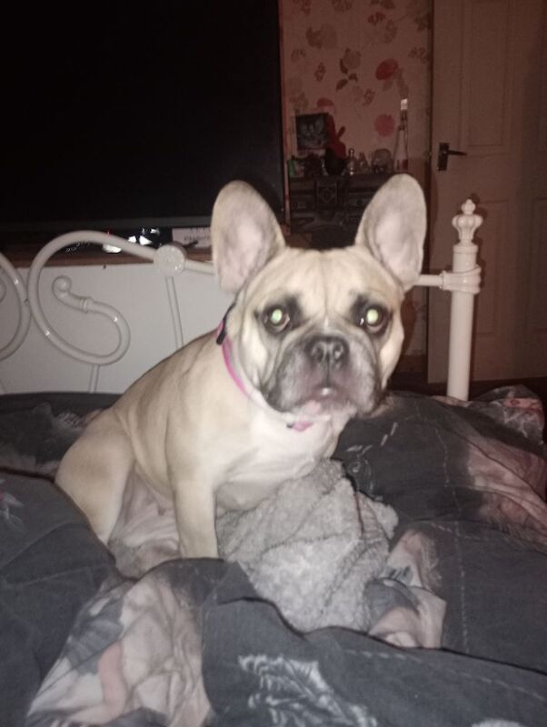 4 year old Lottie - Image 3 of 4