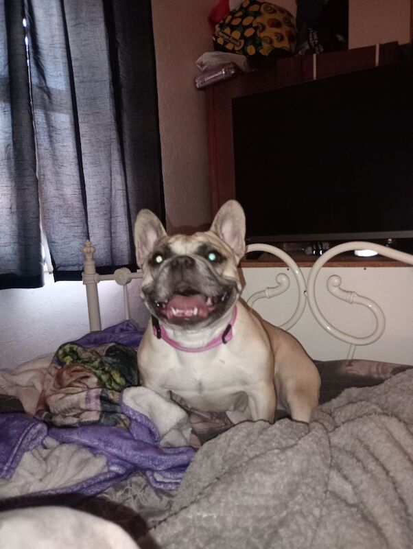 4 year old Lottie - Image 4 of 4