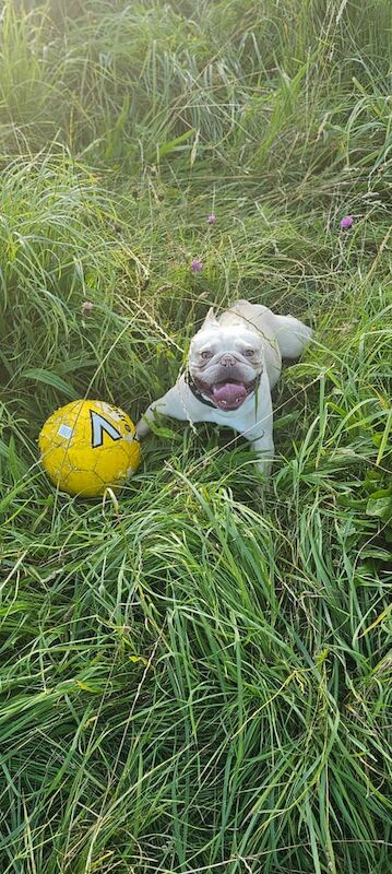 French Bulldog puppies for sale in Runcorn, Cheshire – 3 years old