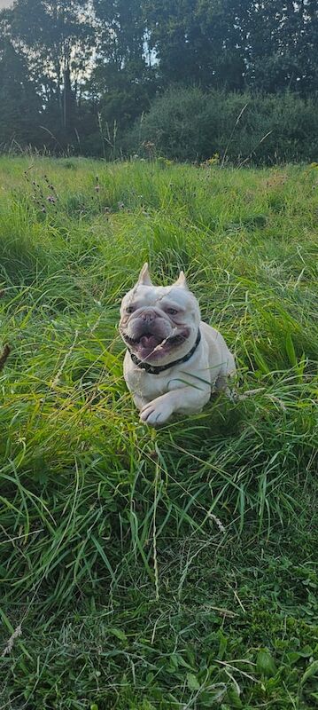 French Bulldog puppies for sale in Runcorn, Cheshire – 3 years old - Image 2 of 3