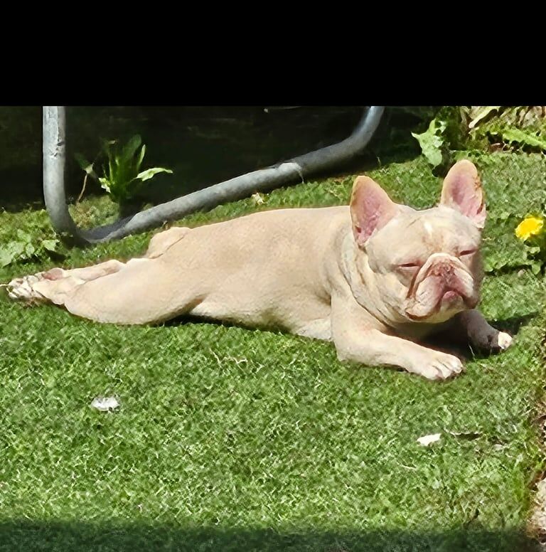 French Bulldog puppies for sale in Runcorn, Cheshire – 3 years old - Image 3 of 3