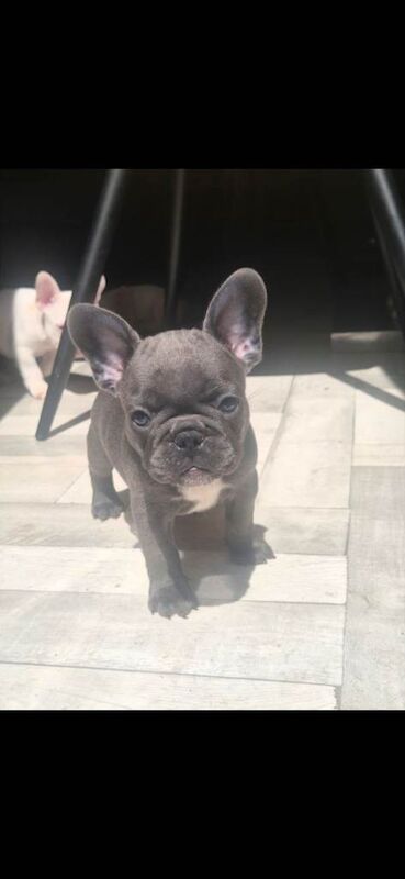 Frenchie Puppies For Sale