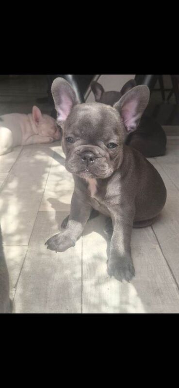 5 beautiful French Bulldog girl puppies are looking for loving forever homes ️ - Image 3 of 6