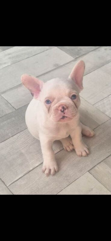 5 beautiful French Bulldog girl puppies are looking for loving forever homes ️ - Image 4 of 6
