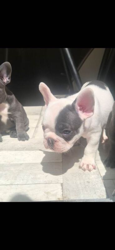 5 beautiful French Bulldog girl puppies are looking for loving forever homes ️ - Image 5 of 6