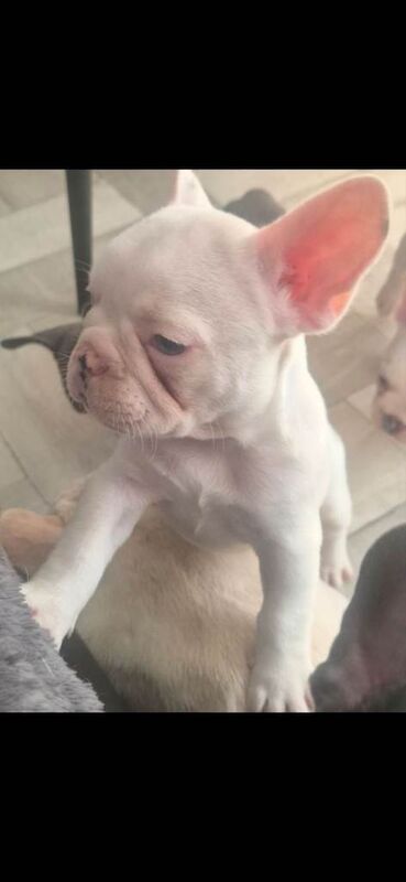 5 beautiful French Bulldog girl puppies are looking for loving forever homes ️ - Image 6 of 6