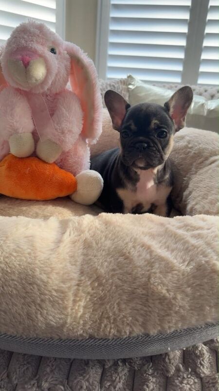 5 Beautiful French Bulldog Puppies - Image 2 of 4