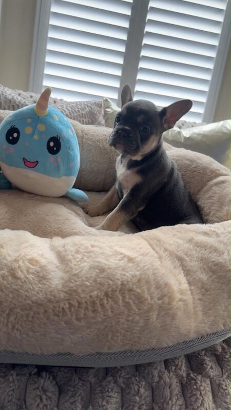 5 Beautiful French Bulldog Puppies - Image 3 of 4