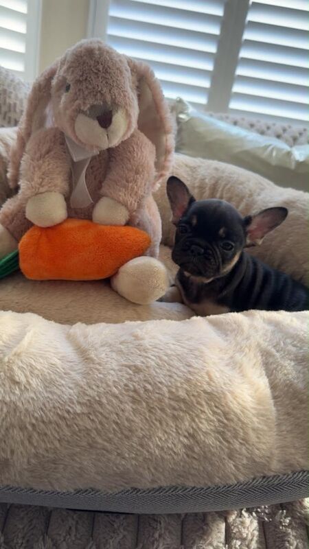 5 Beautiful French Bulldog Puppies - Image 4 of 4