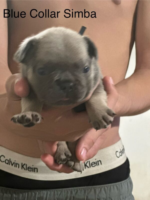 French Bulldog puppies for sale in Wellingborough, Northamptonshire – KC registered, 3 weeks old - Image 3 of 12