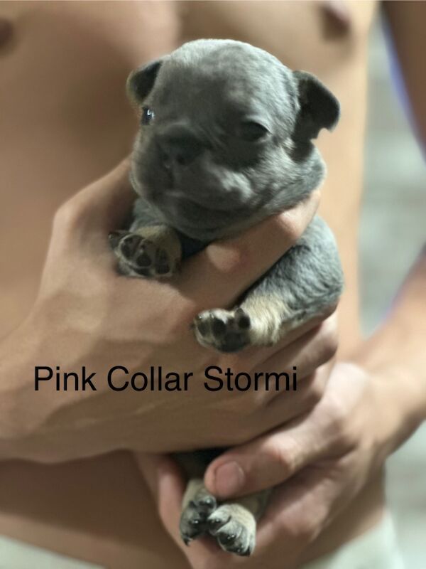 French Bulldog puppies for sale in Wellingborough, Northamptonshire – KC registered, 3 weeks old - Image 4 of 12