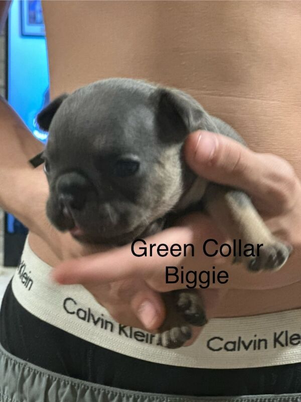 French Bulldog puppies for sale in Wellingborough, Northamptonshire – KC registered, 3 weeks old - Image 5 of 12