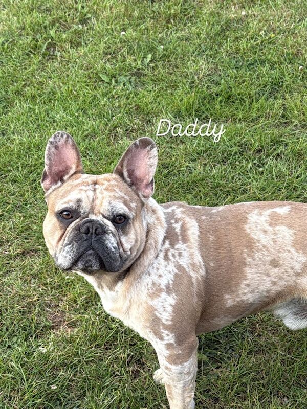 French Bulldog puppies for sale in Wellingborough, Northamptonshire – KC registered, 3 weeks old - Image 6 of 12
