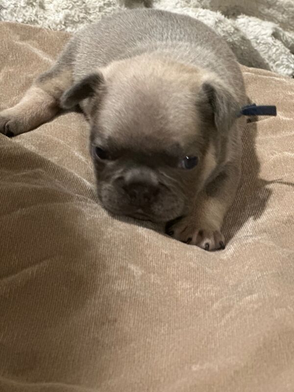 French Bulldog puppies for sale in Wellingborough, Northamptonshire – KC registered, 3 weeks old - Image 8 of 12