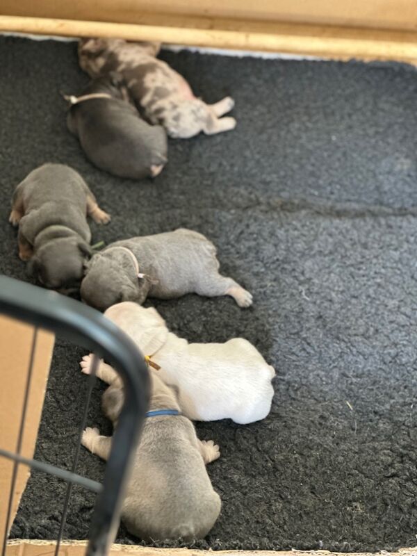 French Bulldog puppies for sale in Wellingborough, Northamptonshire – KC registered, 3 weeks old - Image 9 of 12