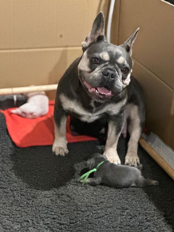 French Bulldog puppies for sale in Wellingborough, Northamptonshire – KC registered, 3 weeks old - Image 10 of 12